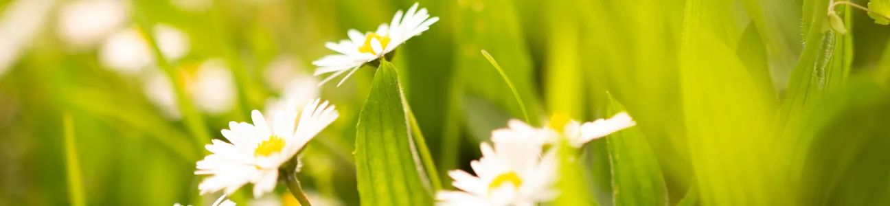 Gänseblumen von Hetal Sindhwad