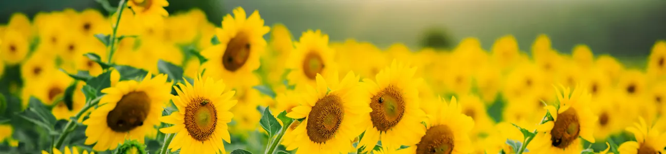 Sonnenblumen