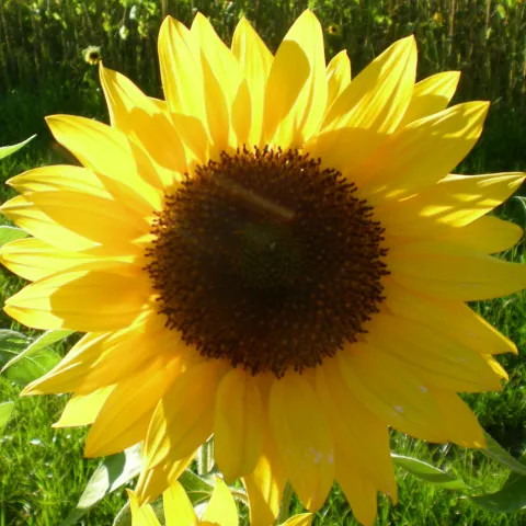 Sonnenblumen Göscheneralp