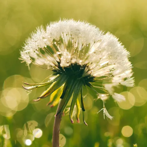 Pusteblume von Aaron Burden