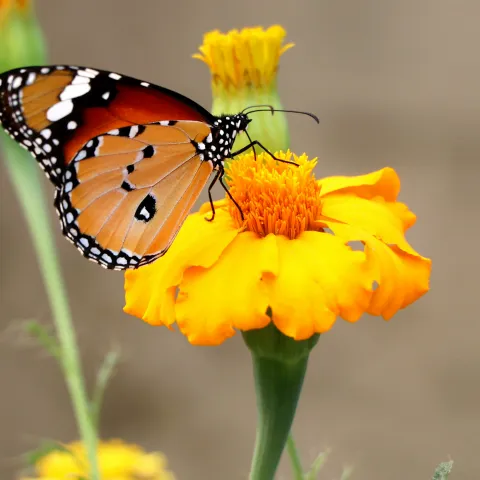 Schmetterling auf gelber Blume