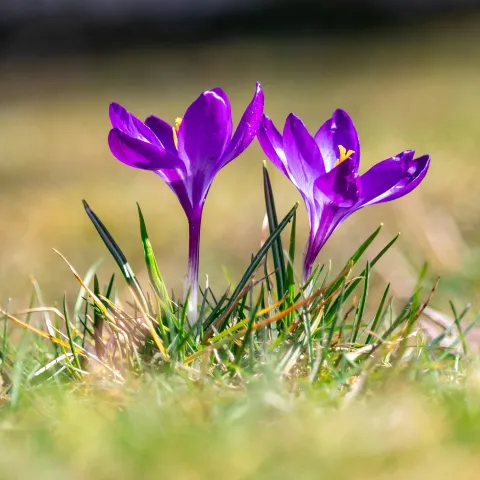 lilafarbene Blumen von Alexander Gschmeissner