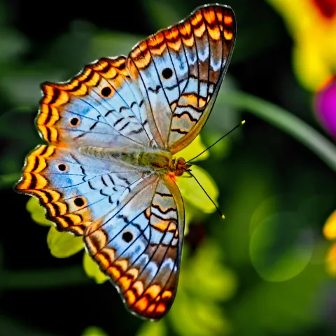 wunderschöner Schmetterling