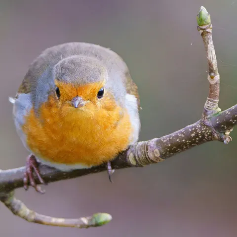 Vogel (Rotkehlchen) von Amee Fairbamk