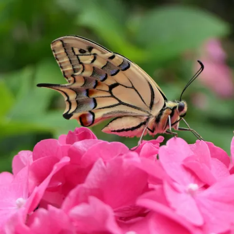 Schmertterling auf Rosa Blume von Ann Lut