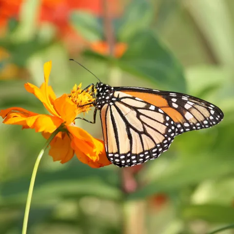  Schmetterling auf orangefarbener Blüte