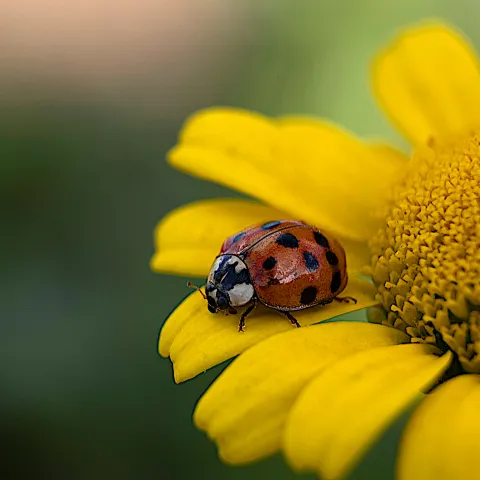 Marienkäfer auf gelber Blume von Daniel de Lima