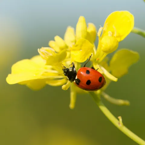 Marienkäfer auf gelber Blume von Diana Parkhouse