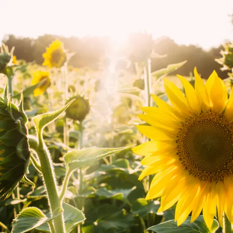 Sonnenblume mit Sonnenstrhl von Elijah Hail