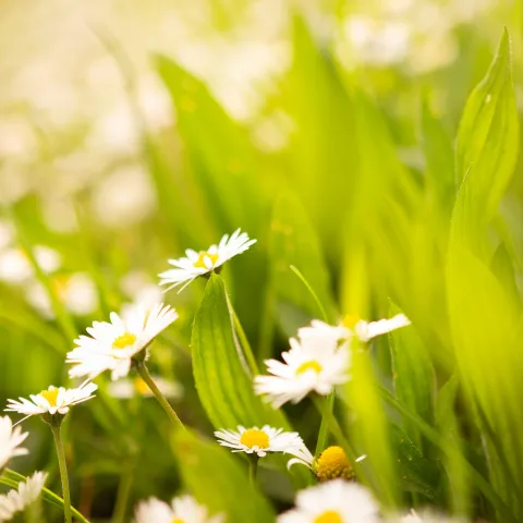 Weisse Blumen von Hetal Sinwad