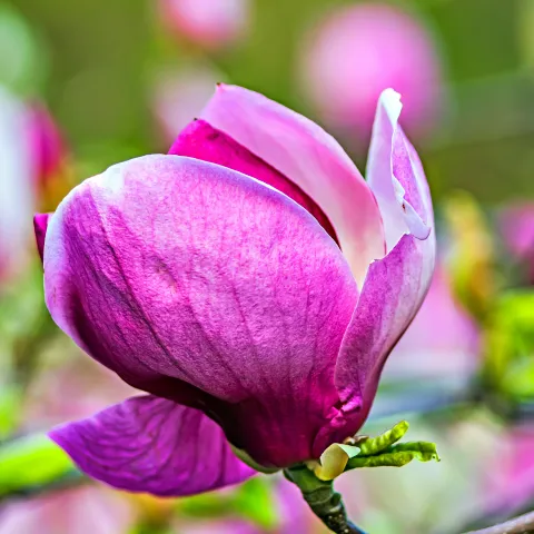 Rosa Blumen von Kostiantyn Vierkieiev