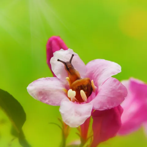 Schneke auf blume von Krzystof Niewolny