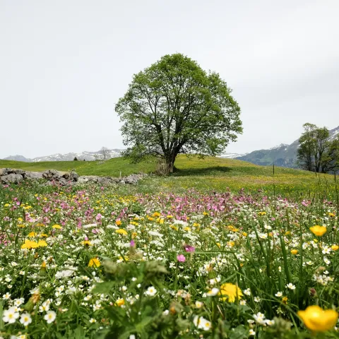 Baum auf Blumenwiese von Likas Gachter