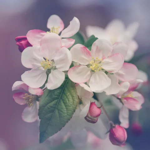 Weissen und Rosafarbene Blumen von Marivi Pazos