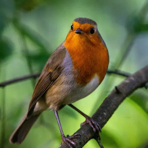 Vogel (Rotkehlchen) von Tim Morgan