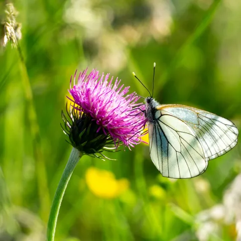 Schmetterling auf Klee von Alessandro Prato