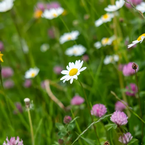 Blumenwiese von Martin Keller